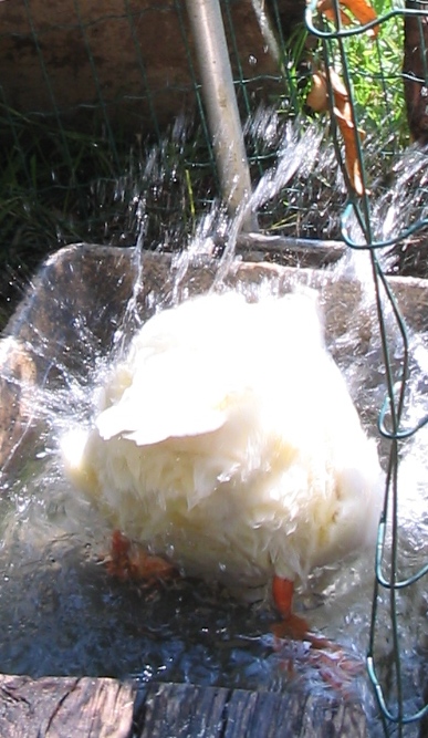 Papera al bagno